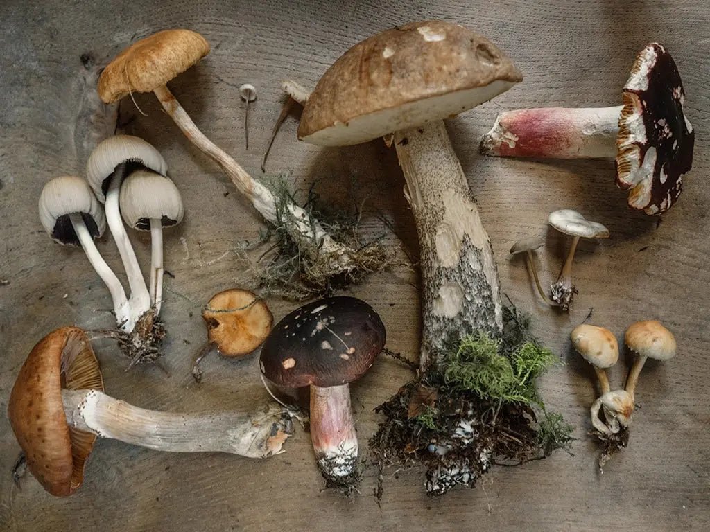Foraging for Wild Mushrooms - olitory